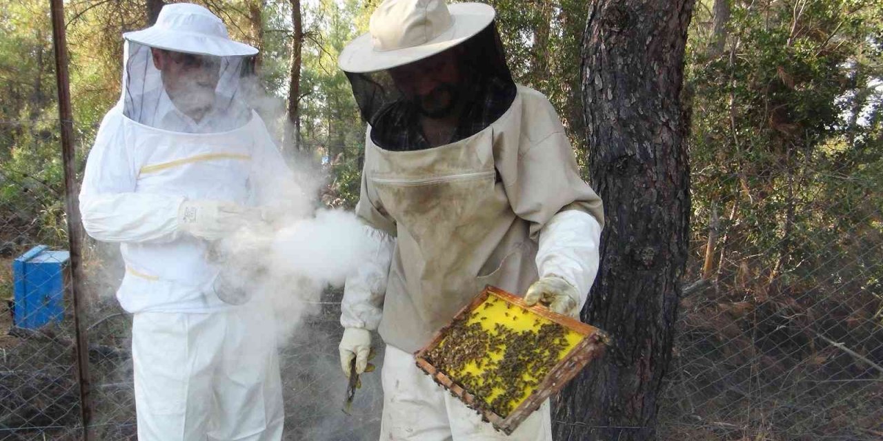 Üniversite kampüsünde organik arıcılık