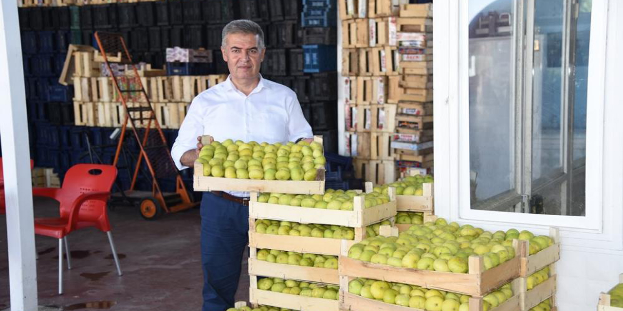 Aydın’da taze incirde hasat sezonu başladı