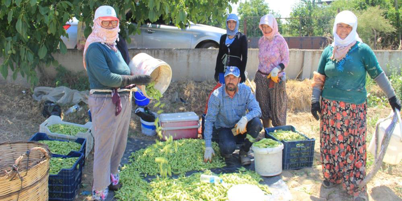 Bamya üreticileri aracılardan dertli