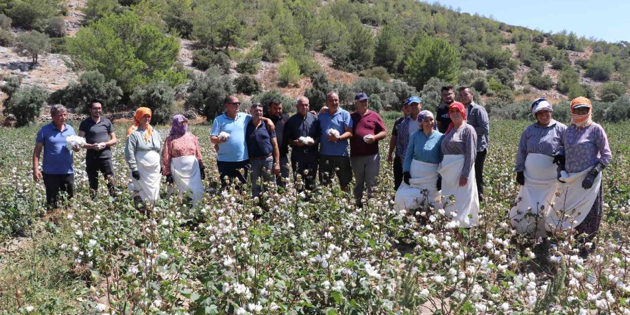 Türkiye’nin ilk pamuk hasadı Söke’den