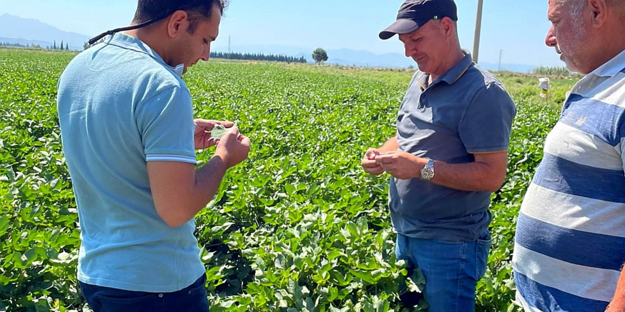 Söke İlçe Tarım’dan, kırmızı örümcek ve yeşil sinek uyarısı