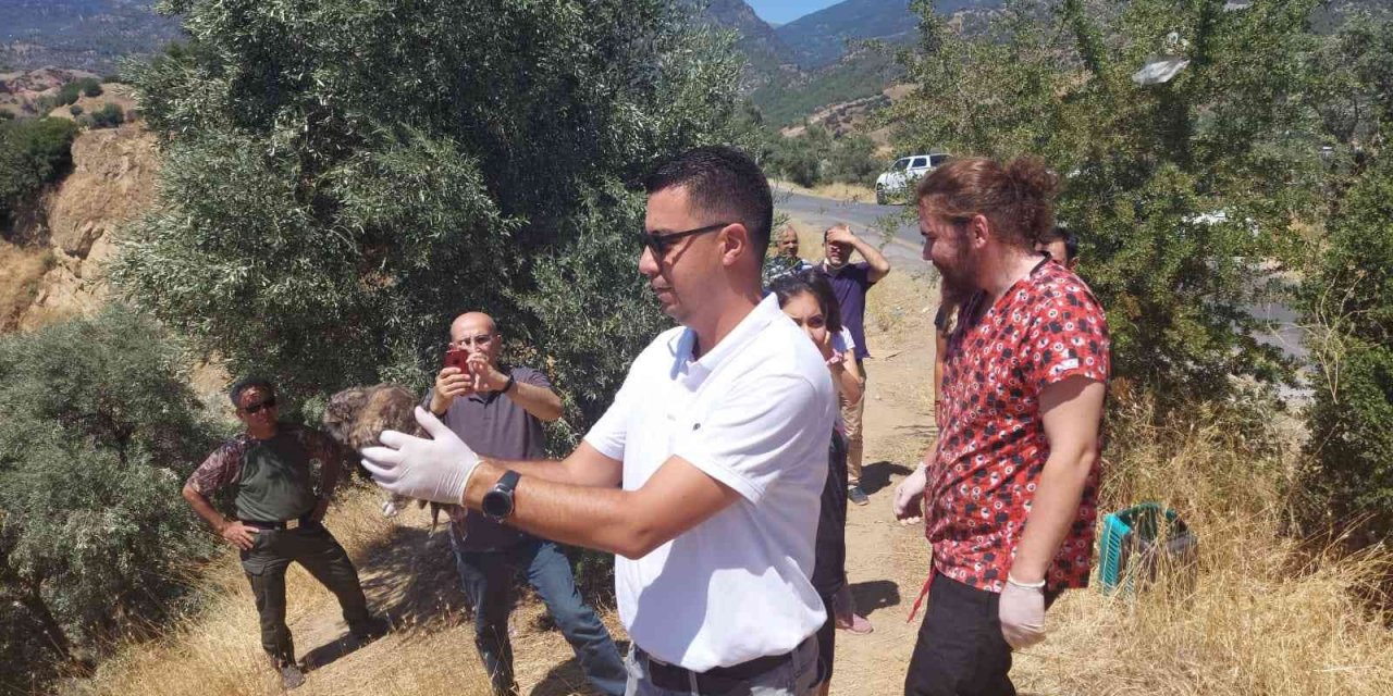 Yabani kuşlar yaşam alanlarına geri döndü