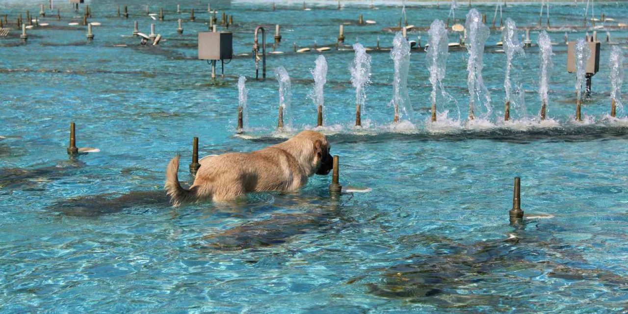 Aydın’da sıcaktan bunalan köpeğin havuz keyfi
