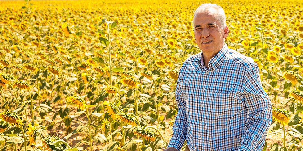 Ayçiçekler hasat için gün sayıyor