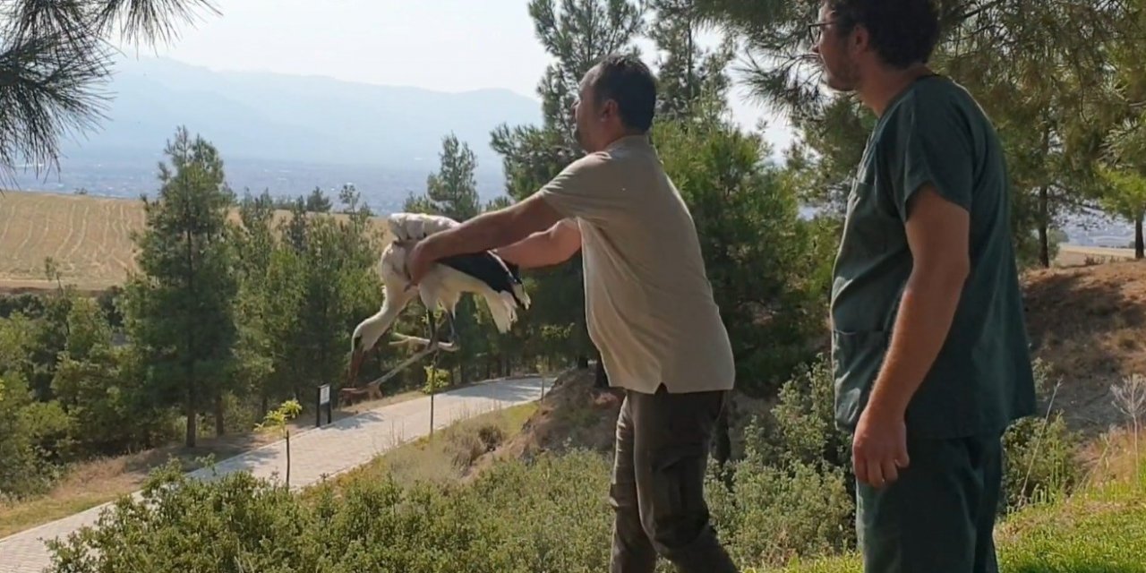 Yaralı leylek tedavisinin ardından özgürlüğe kanat çırptı