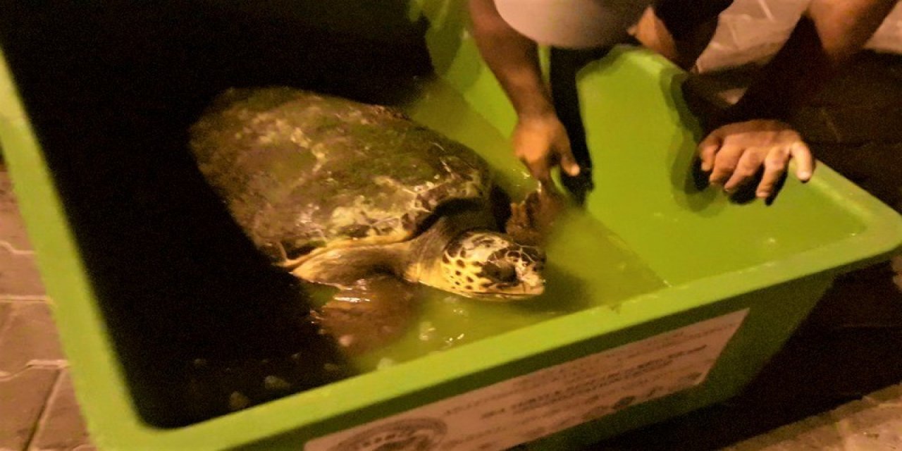 Yaralı deniz kaplumbağasına EKODOSD’dan yardım eli