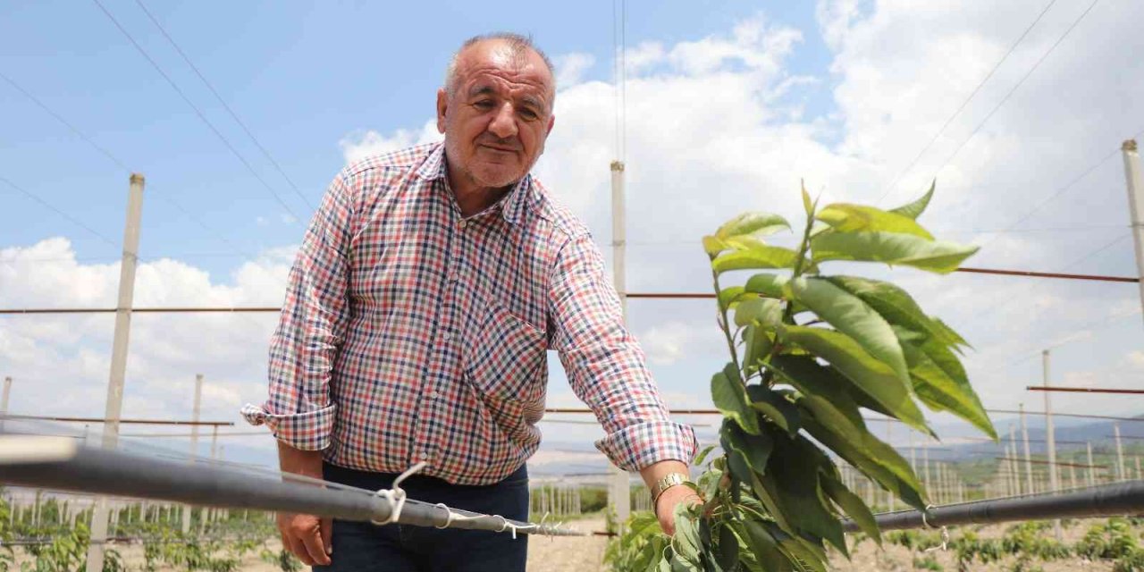 Yerden hasat edilecek bodur kirazlar üreticinin maliyetini azaltacak
