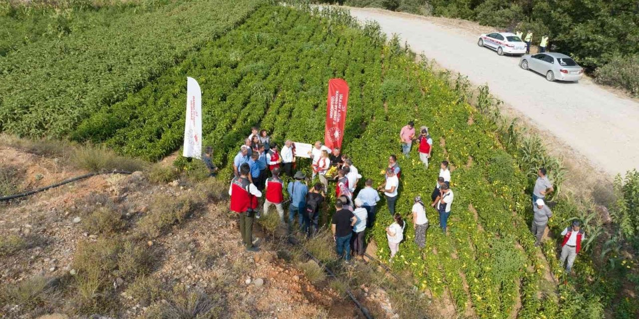 Muğla’da lavanta ve biber hasadı coşkusu