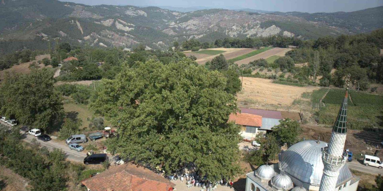 Muğla’da 842 yaşındaki ağaç koruma altında