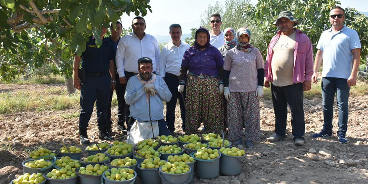Başkan Erol, incir hasadına katıldı