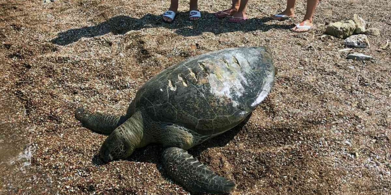 Ölü caretta caretta kıyıya vurdu