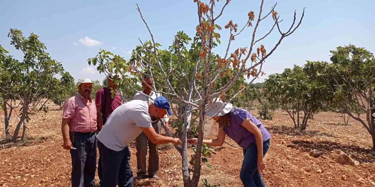 Teke böceği incir ağaçlarının kurumasını hızlandırıyor