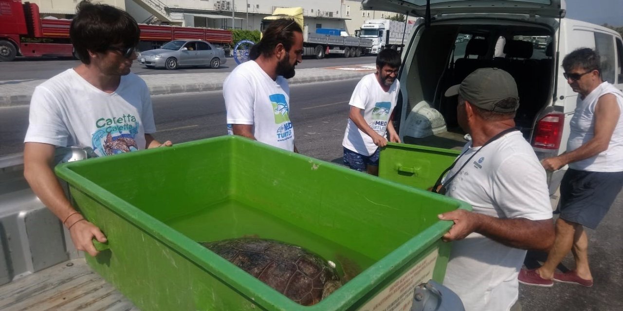 İzmir’de yaralanan caretta caretta Aydın’da tedavi edildi