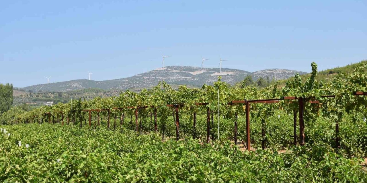 Aydın’da üzüm rekolte tahmin çalışmaları başladı