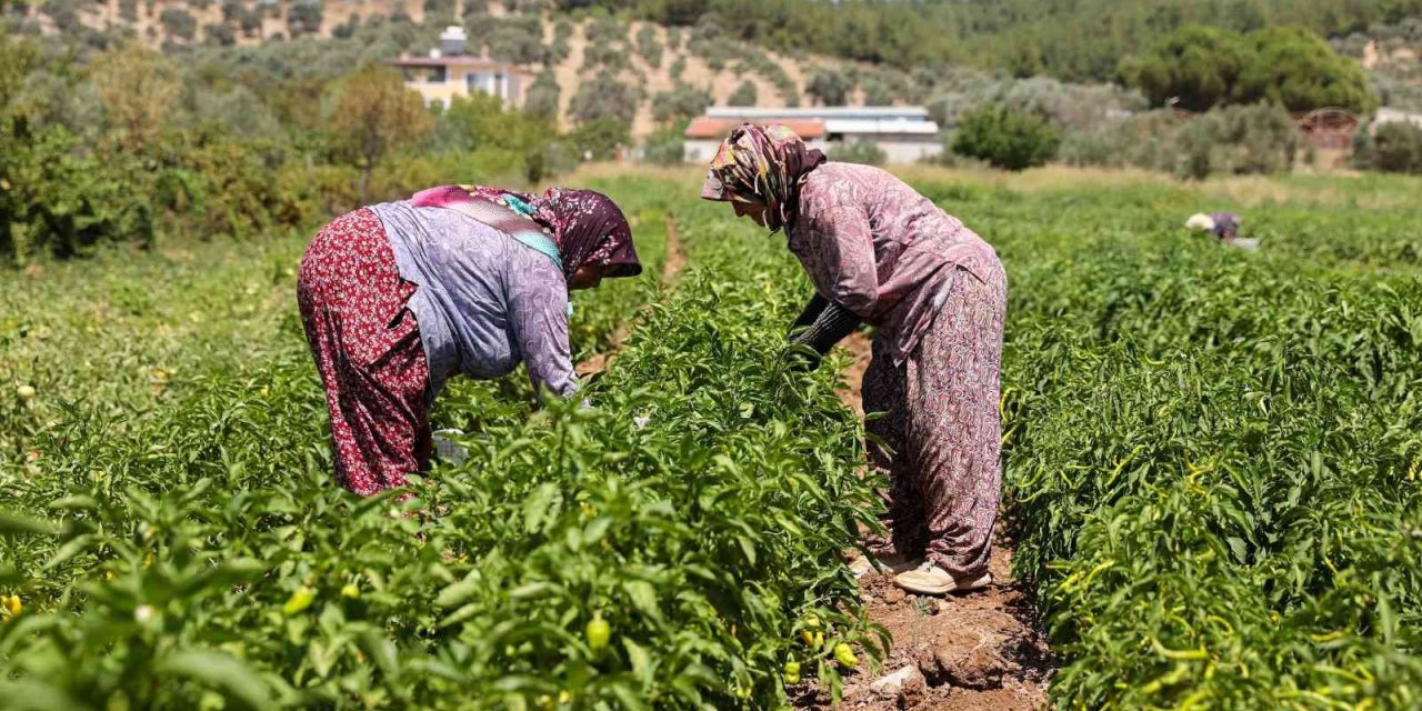 Buca’da üreticinin ilk hasat coşkusu