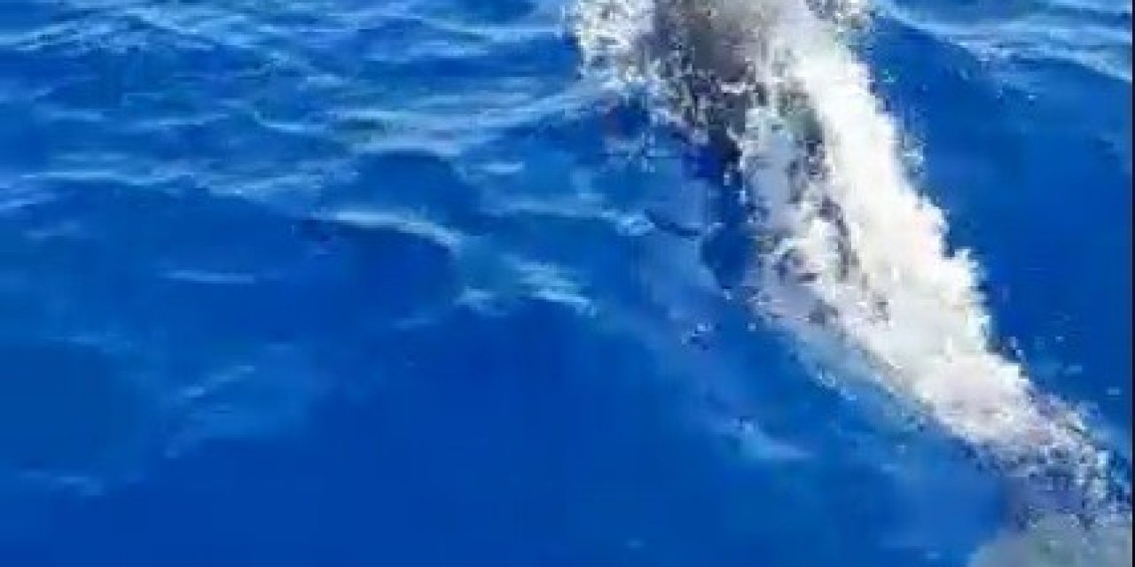 Yunuslar tekneye görsel şölen oluşturdu