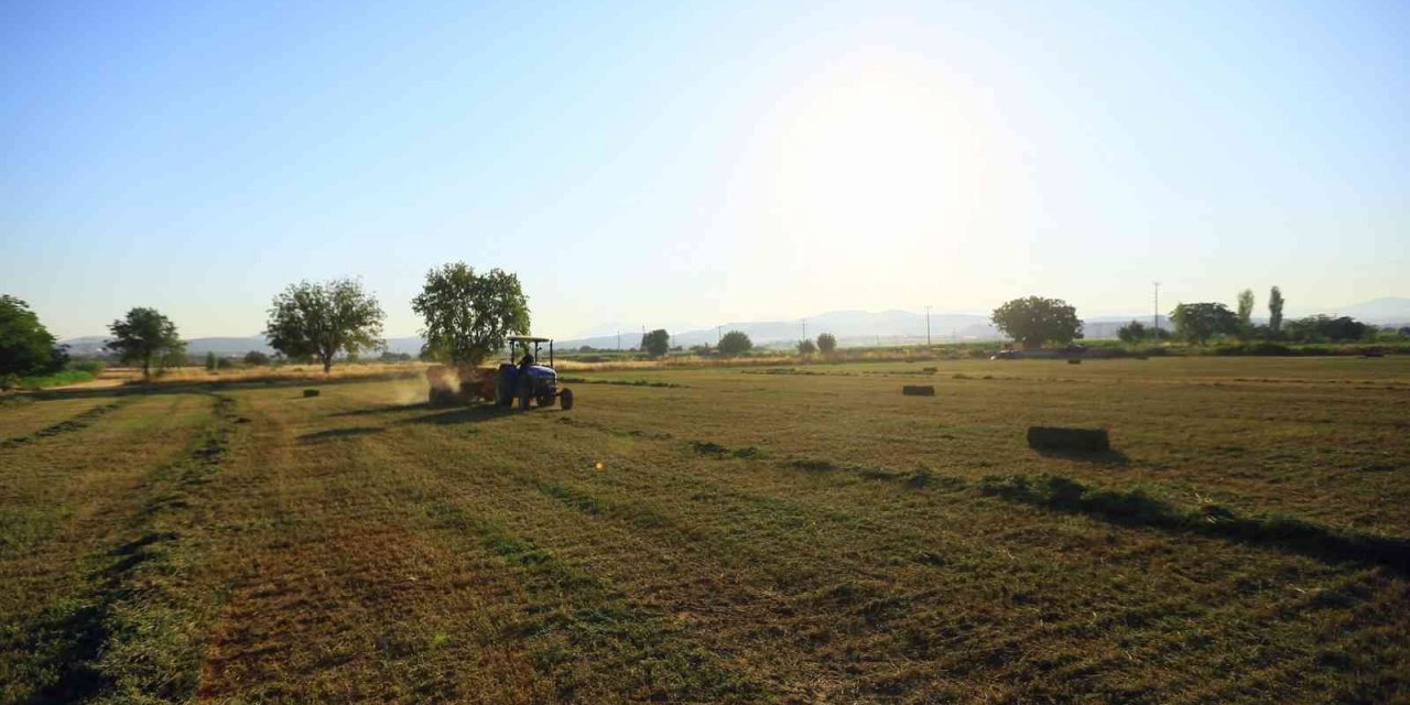Büyükşehirden üreticiye ücretsiz hayvan yemi