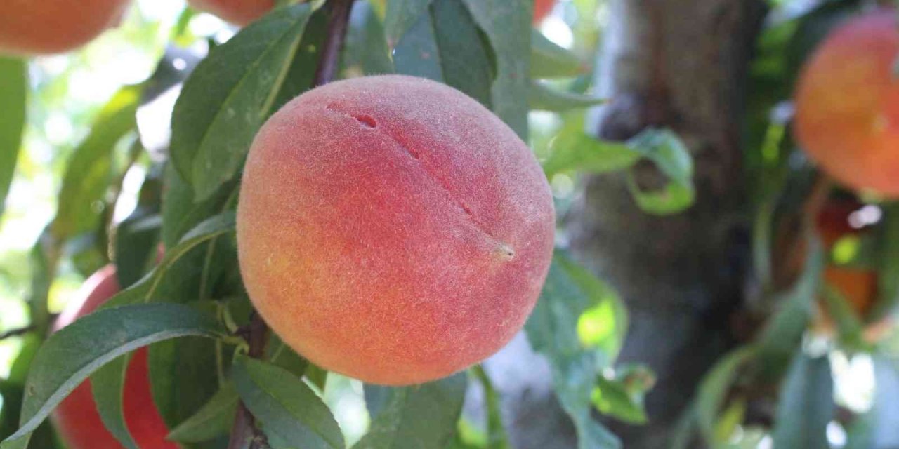 Şeftalide rekolte yüksek, fiyatlar düşük