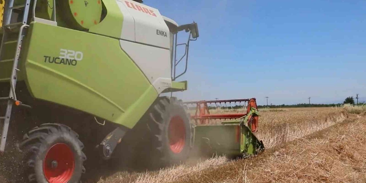 Aydın’da buğday hasadı başladı
