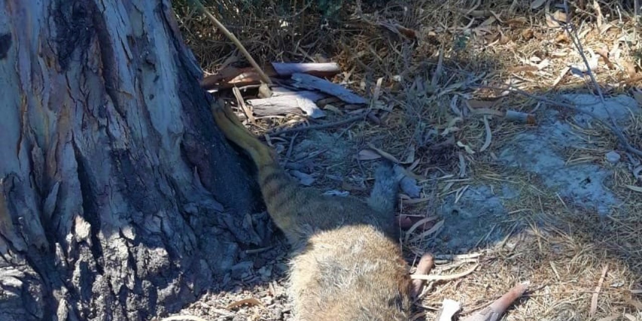 Nesli tehlike altında olan ’Saz Kedisi’ ölü olarak bulundu