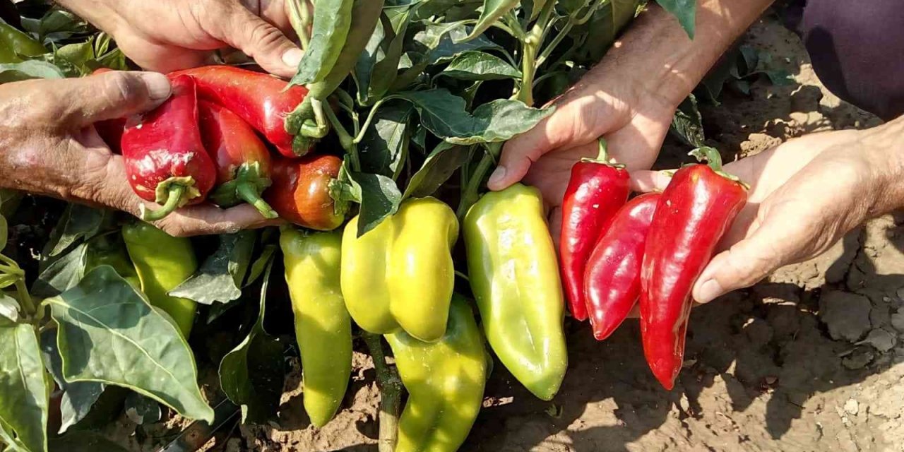 Pamukkale Ovasında çiftçinin yeni umudu salçalık biber oldu