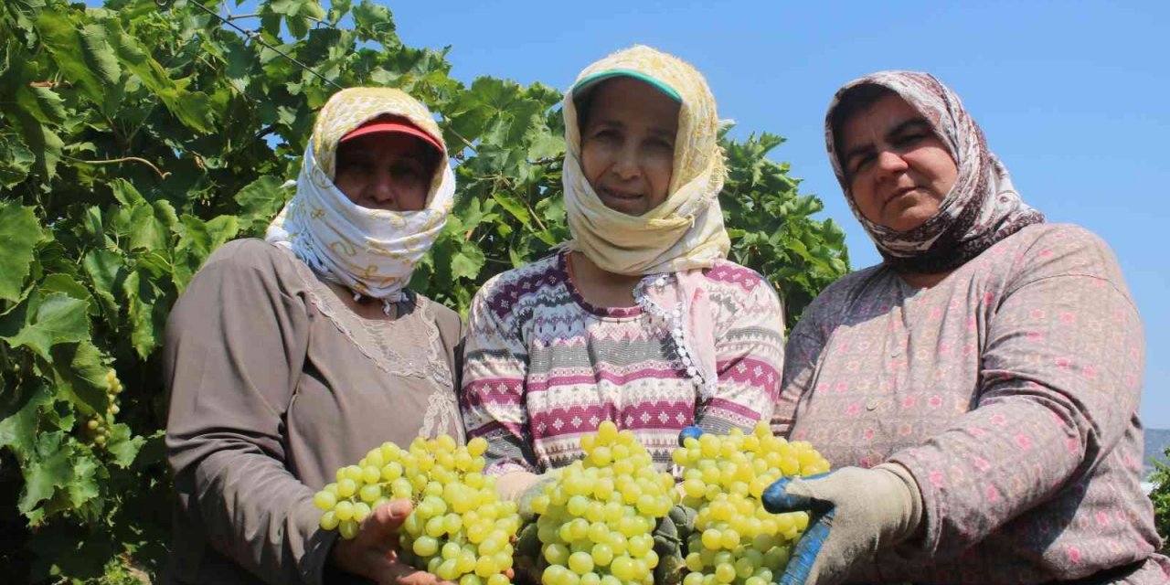 Çiftçiler üzüm taban fiyatının açıklanmasını dört gözle bekliyor