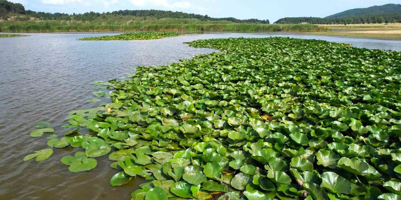 Süleymanlı Yayla Gölü’nde nilüfer şöleni