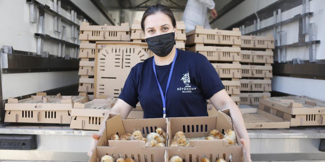 Aydın Büyükşehir Belediyesi civciv dağıtımına başladı