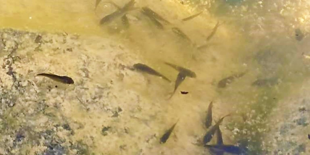 40 bin yavru balık suya bırakıldı