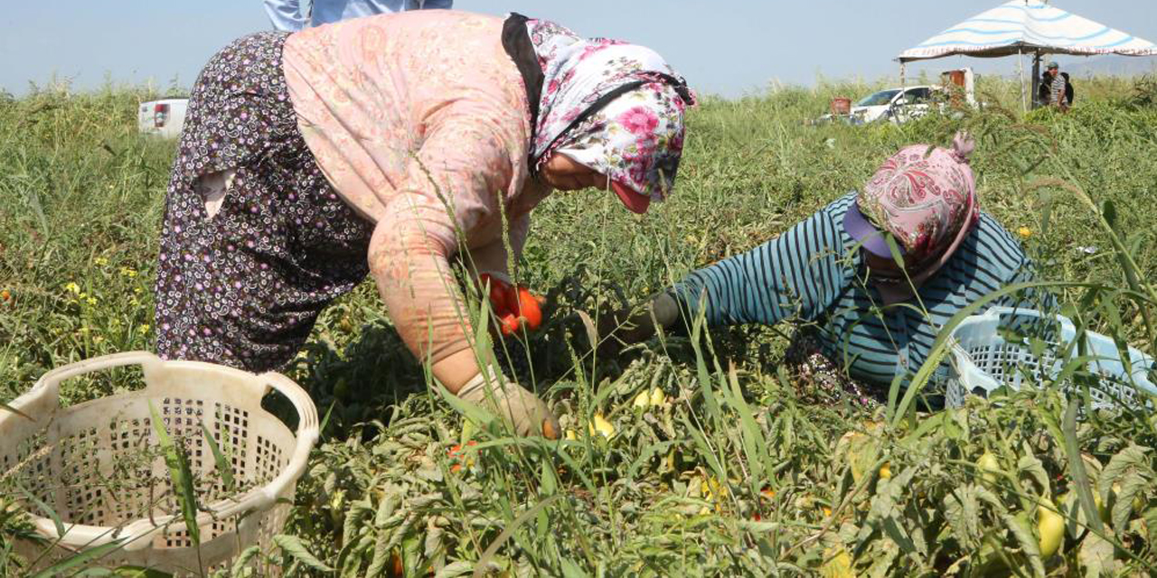 Efeler Belediyesi, ilk mahsullerini aldı