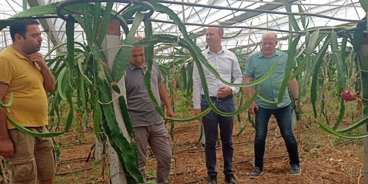 Köyceğiz’de ilk defa üretilen ejder meyvesi hasat töreni yapıldı