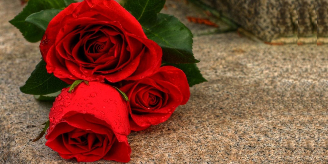 Kaktüs çeşitleri ve bakımı