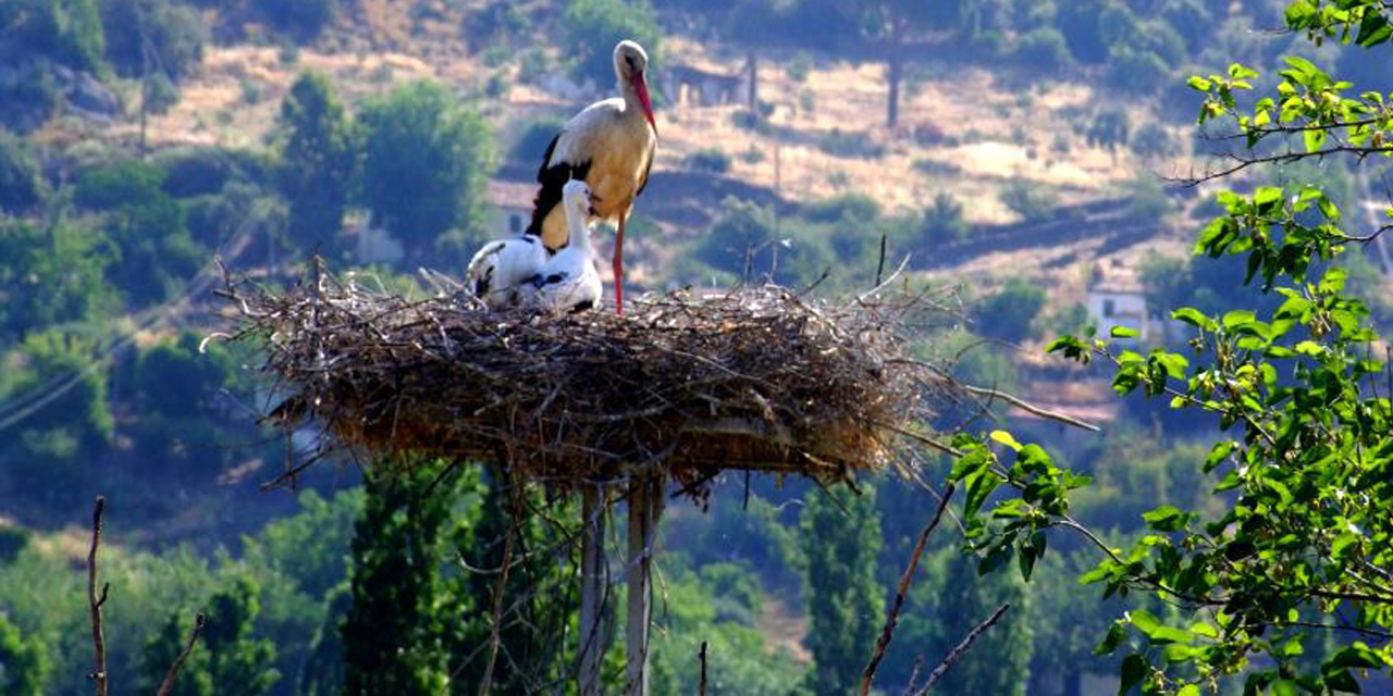 ‘Leyleklere Yeni Yuva’ porjesi ödül getirdi