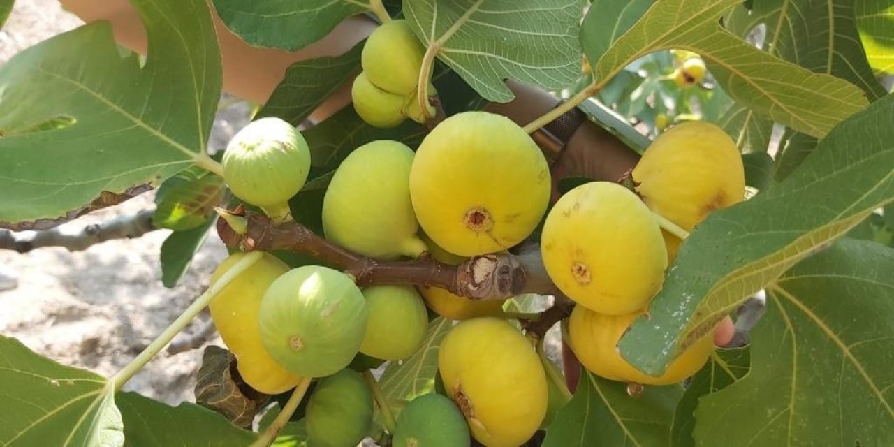 İncir ağaçlarında kalsiyumlu yaprak gübresi ile başarıya ulaşıldı
