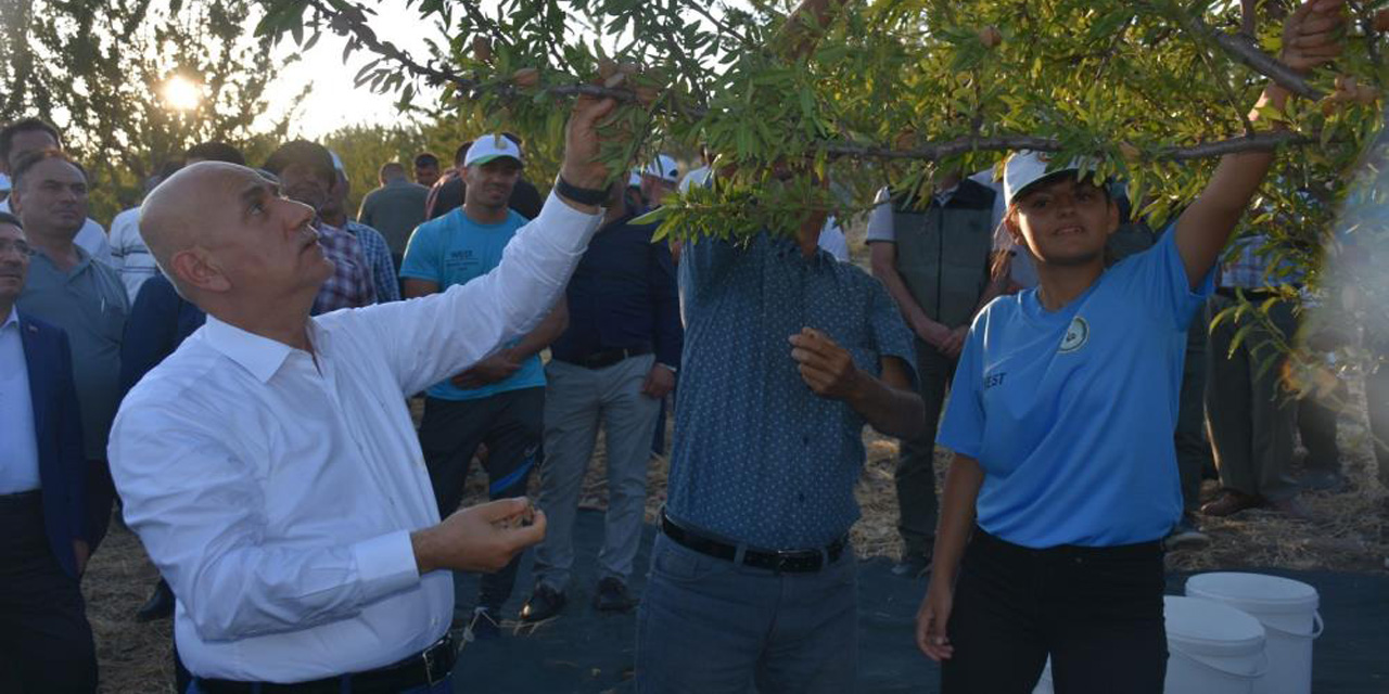 Bakan Kirişci, dalından badem topladı