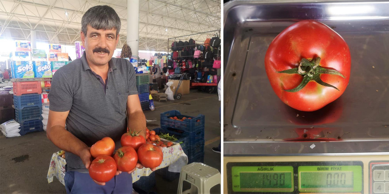 Organik domateslerin büyüklüğünü gören bir daha bakıyor