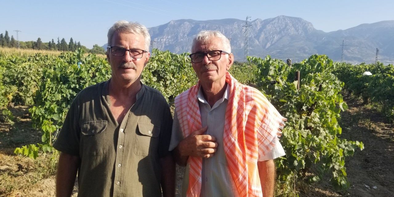 Cumhurbaşkanı Erdoğan üzüm hasadı yaptı