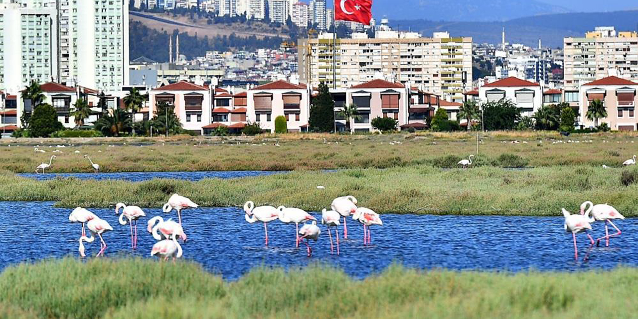 Flamingolar İzmirlileri büyülüyor