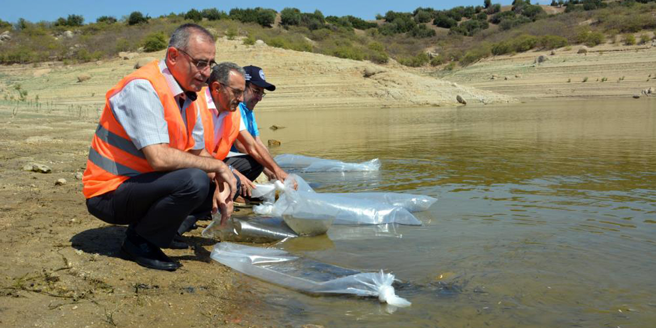Aydın’da 741 bin sazan suyla buluştu