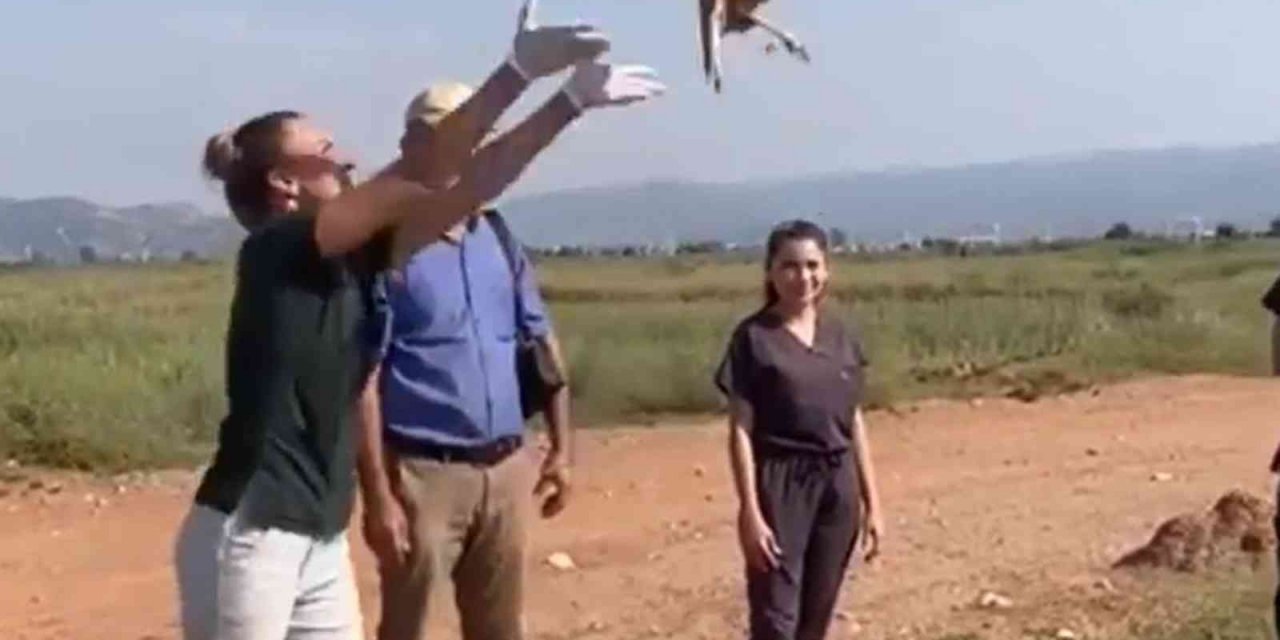 Tedavisi tamamlanan kızıl şahin doğaya salındı