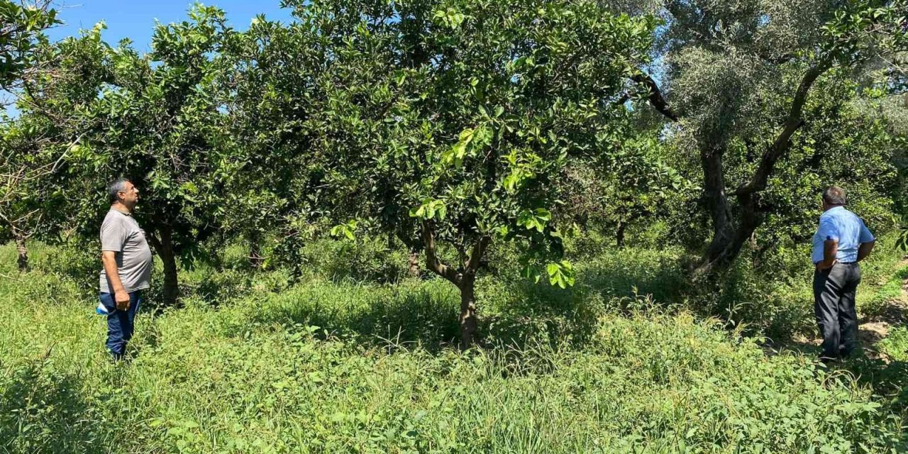 Narenciye bahçelerindeki verim kaybı araştırılıyor