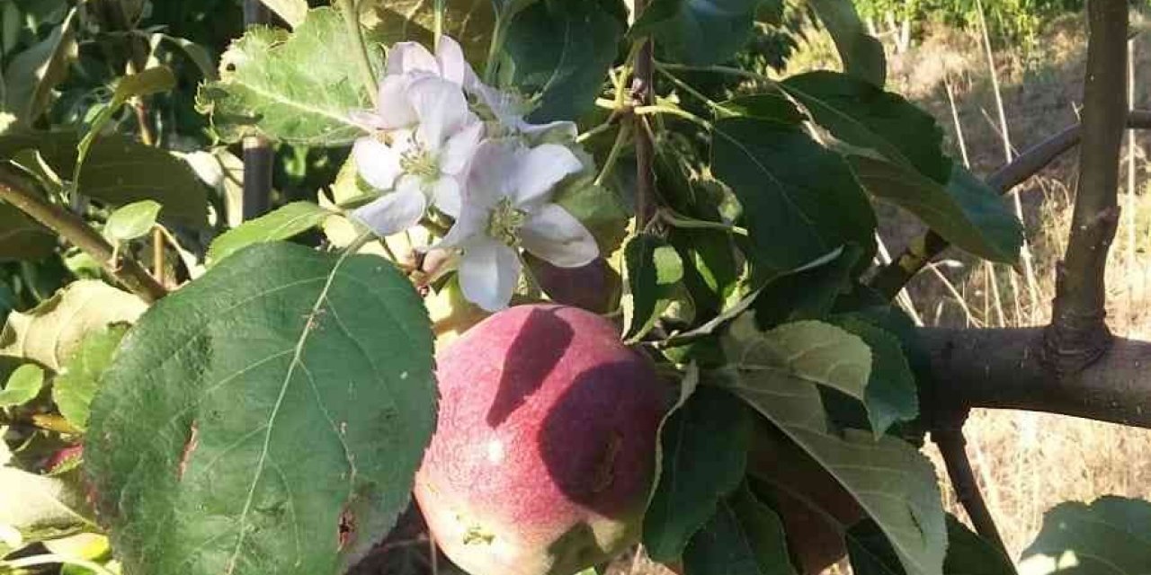 Mevsimleri şaşıran elma ağacı dalında meyve varken çiçek açtı