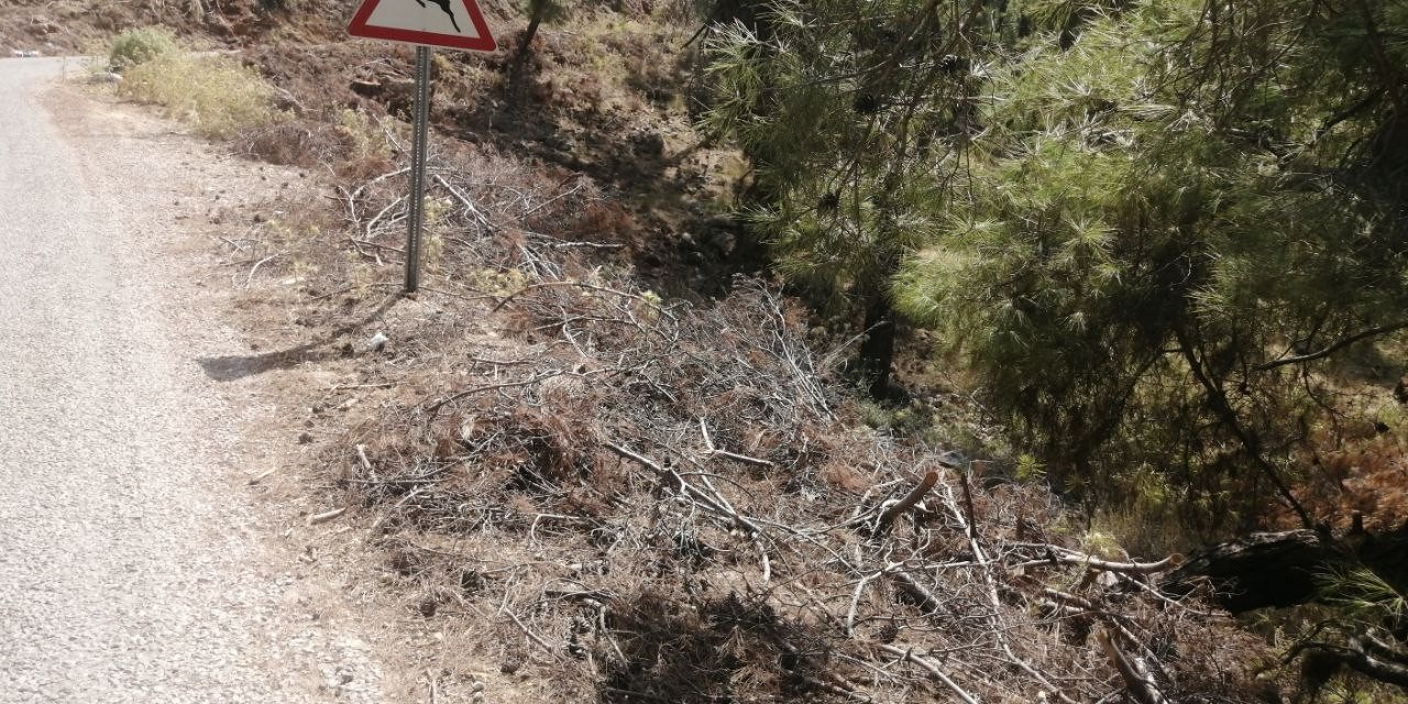 Yol kenarındaki kurumuş ağaç parçaları yangına davetiye çıkartıyor