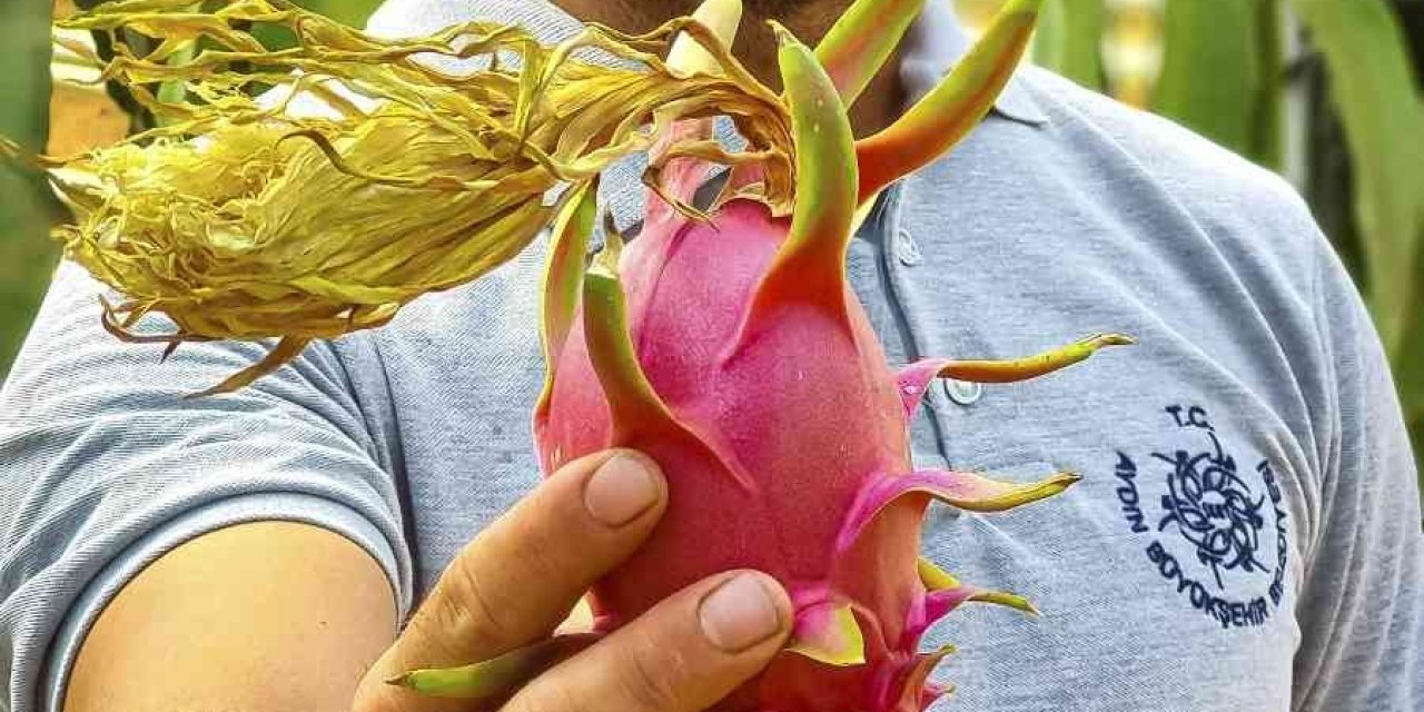 Aydın Büyükşehir Belediyesi’nin yetiştirdiği ejder meyvelerinden ilk hasat yapıldı