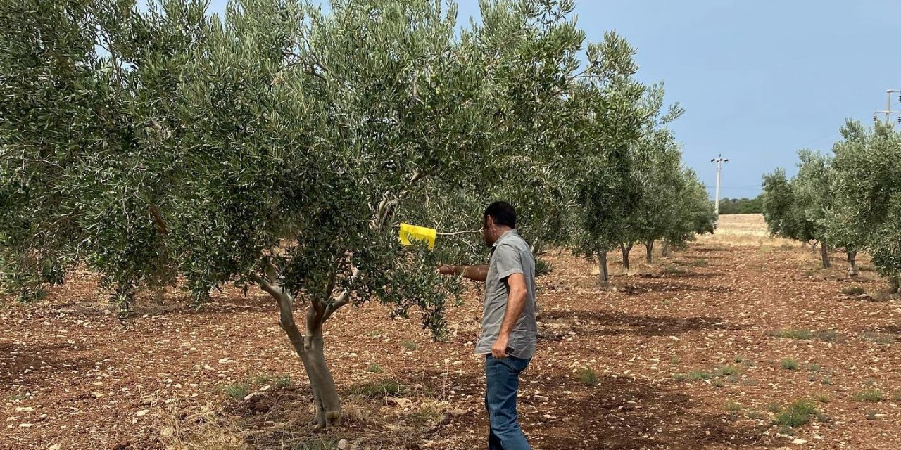 Didimli üreticilere zeytin sineği zararlısı uyarısı