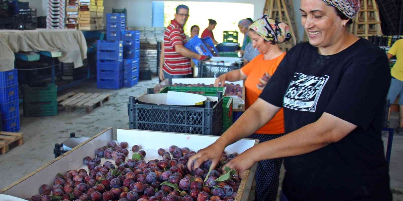Aydın’da ’Japon eriği’ mesaisi sürüyor