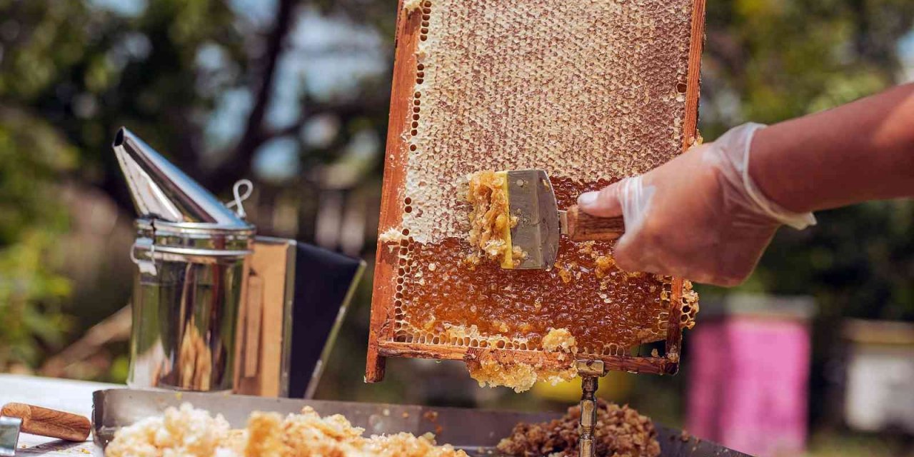 Çam balı ihracatı yüzde 76 arttı