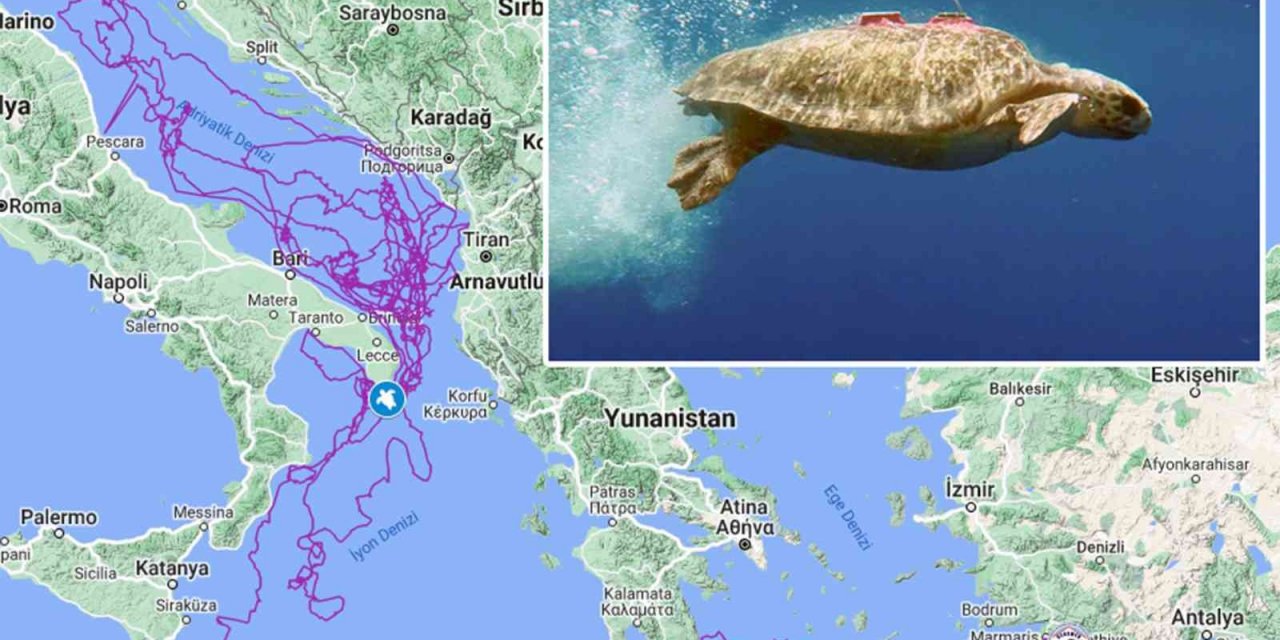 Caretta Caretta ’Tuba’, 3 yılda 17 bin 500 kilometre yol kat etti