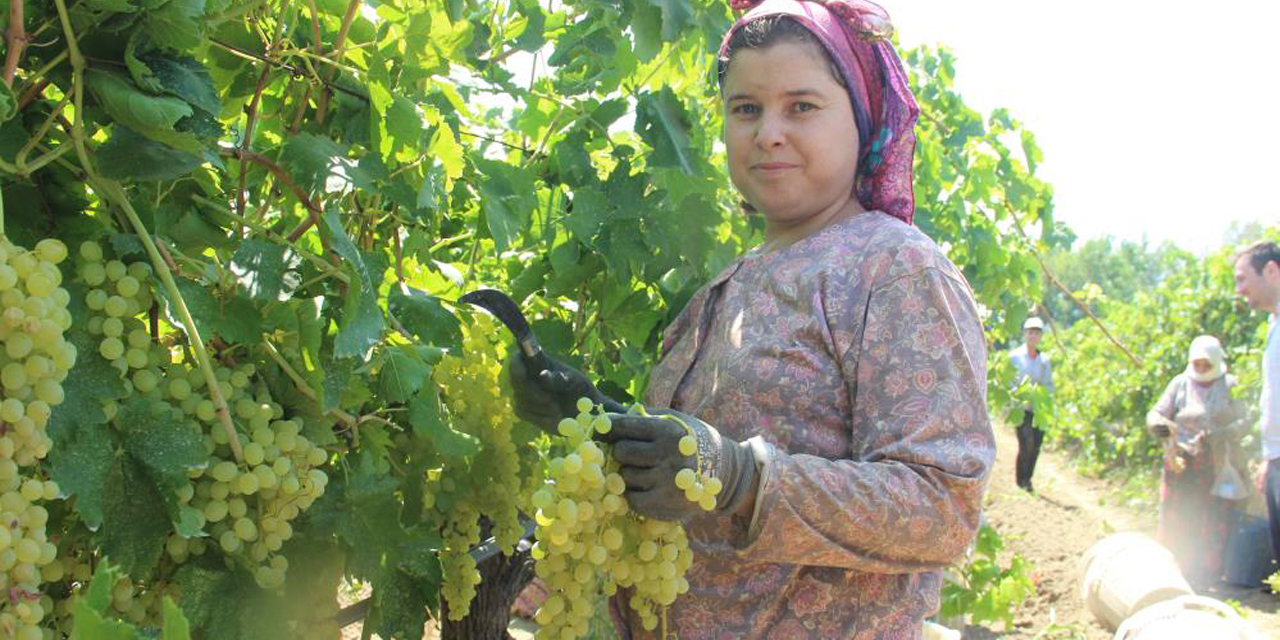 Cumhurbaşkanı Erdoğan’ın açıklaması yaş üzüme de yaradı