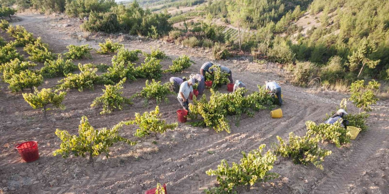 Organik üzüme geleneksel kurutma yöntemi